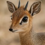 Unlocking Dikdik Taxonomy: The Hidden Diversity of Miniature Antelopes